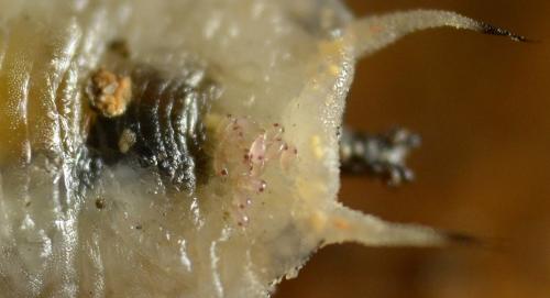 Calvolia heterocoma